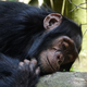 Compared to human beds, the places where chimps sleep are quite clean.